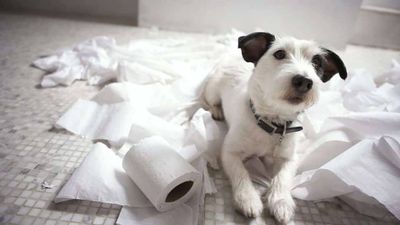 Playful black and white small dog on tiled floor in Bullhead City, surrounded by unrolled toilet paper.