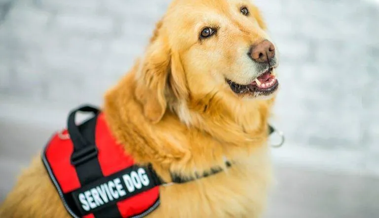 Golden retriever in red 