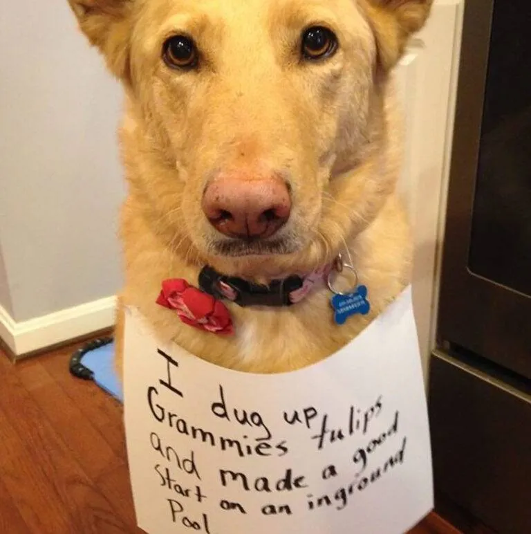 Dog on wooden floor with sign: 