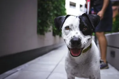 Black and white dog with yellow collar standing on Bullhead City sidewalk, mouth open, looking at camera.
