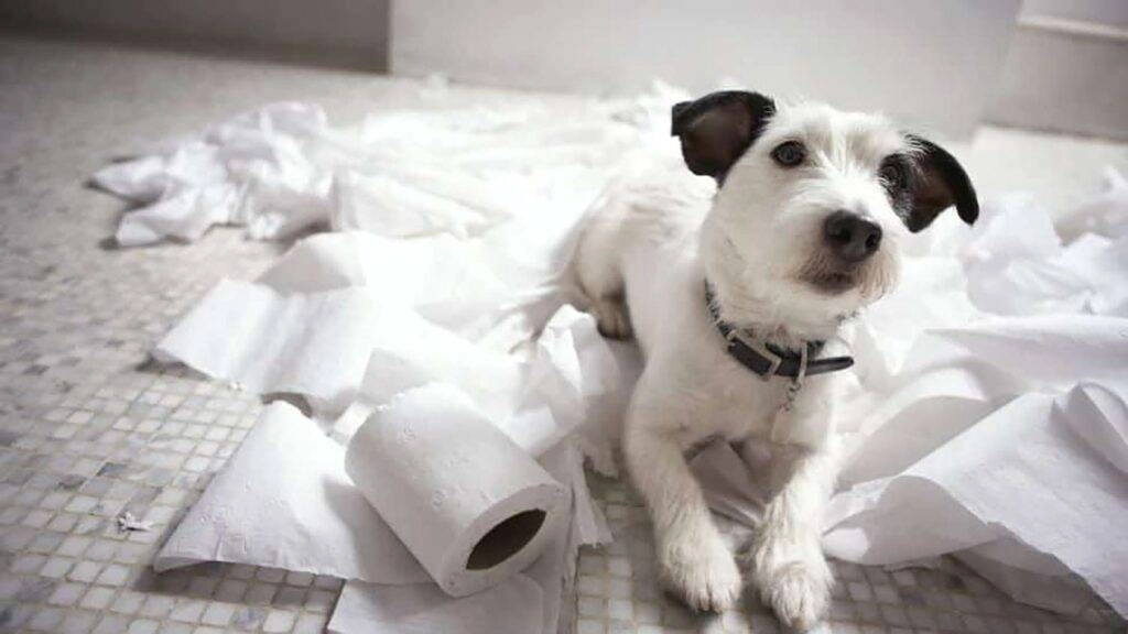 Playful black and white small dog on tiled floor in Bullhead City, surrounded by unrolled toilet paper.