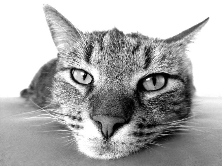 Black and white close-up of a tabby cat lying down, head resting on surface, gazing directly at the camera.
