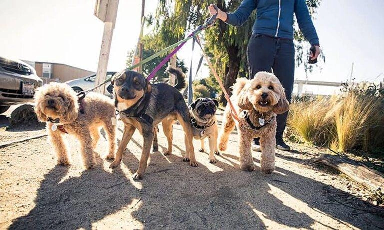 Person in Bullhead City walks two small poodles, a pug, and a mixed-breed dog on leashes along a sunny sidewalk.