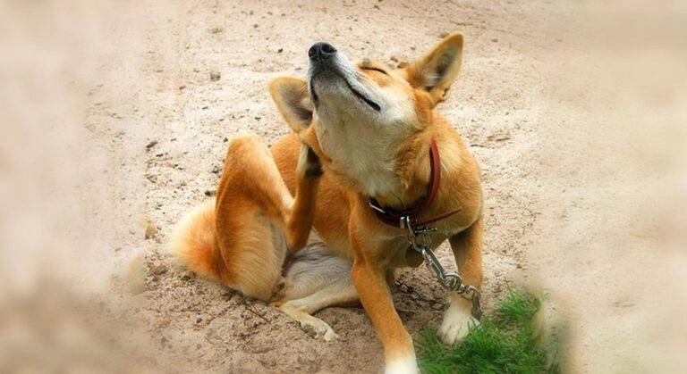 Brown dog with red collar scratches neck on sandy ground, chained to a stake, awaiting grooming.