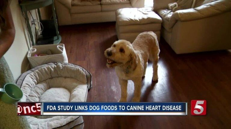Dog on wooden floor by pet bed and sofa as news headline warns FDA links some dog foods to canine heart disease risk.