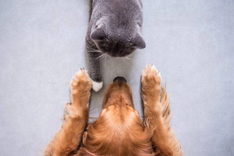 Gray cat and brown dog facing each other on a light surface, viewed from above, depicting attentive pet care and training.