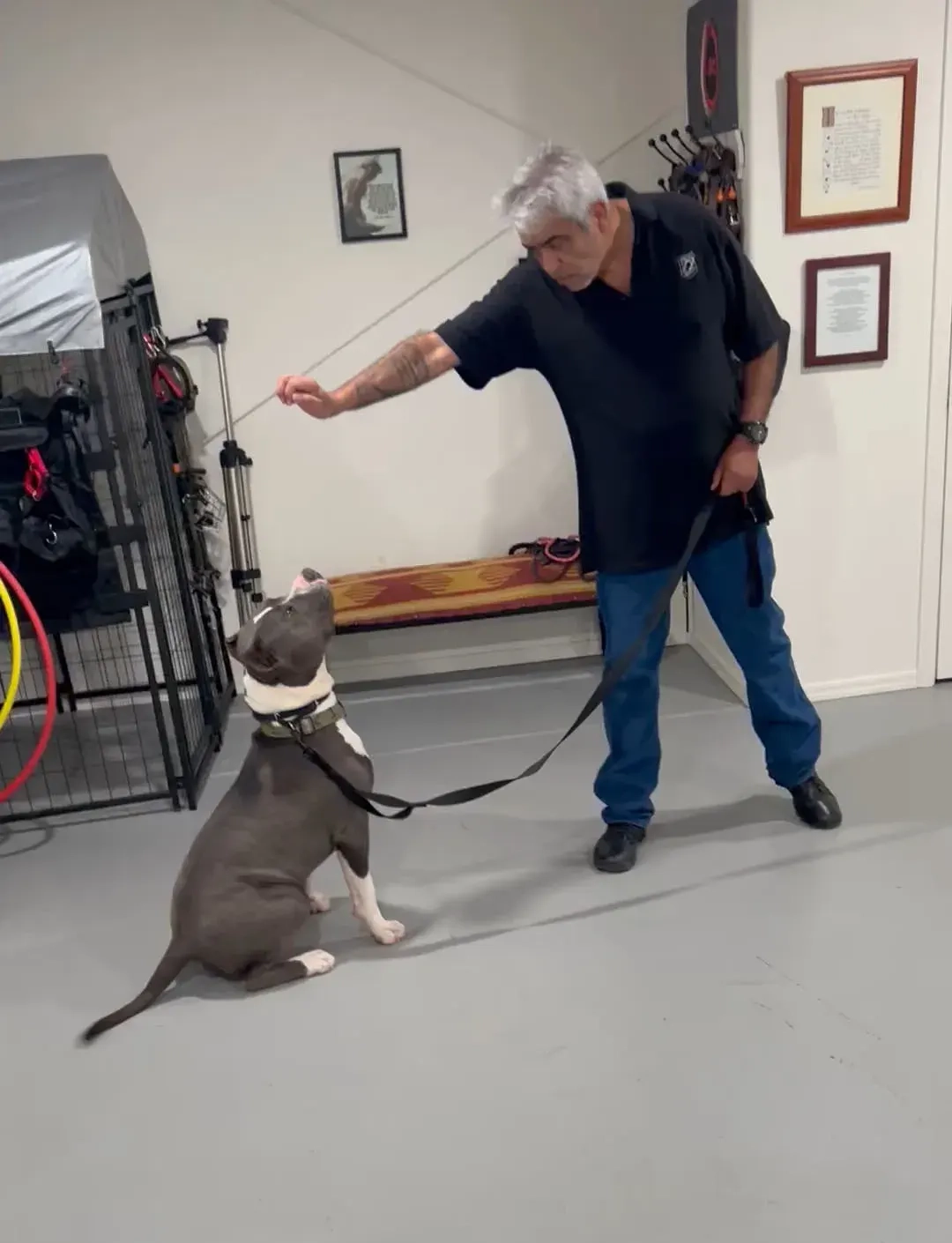 Man in black shirt and blue pants trains large dog indoors, holding leash and offering treat in Bullhead City pet care facility.