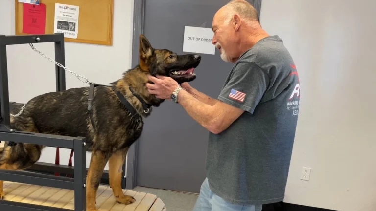 Man gently holds German Shepherd's head while the harnessed dog stands on a table in a vet clinic exam room.