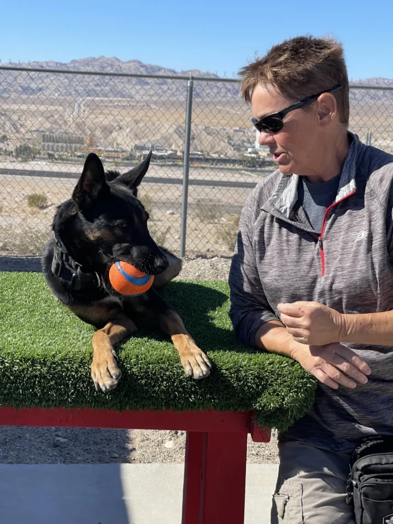 Person in sunglasses stands beside German Shepherd on artificial grass holding orange ball in mouth, with fence behind.