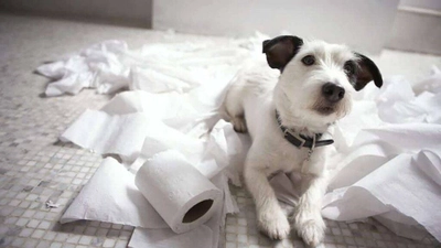 Playful black and white small dog on tiled floor in Bullhead City, surrounded by unrolled toilet paper.